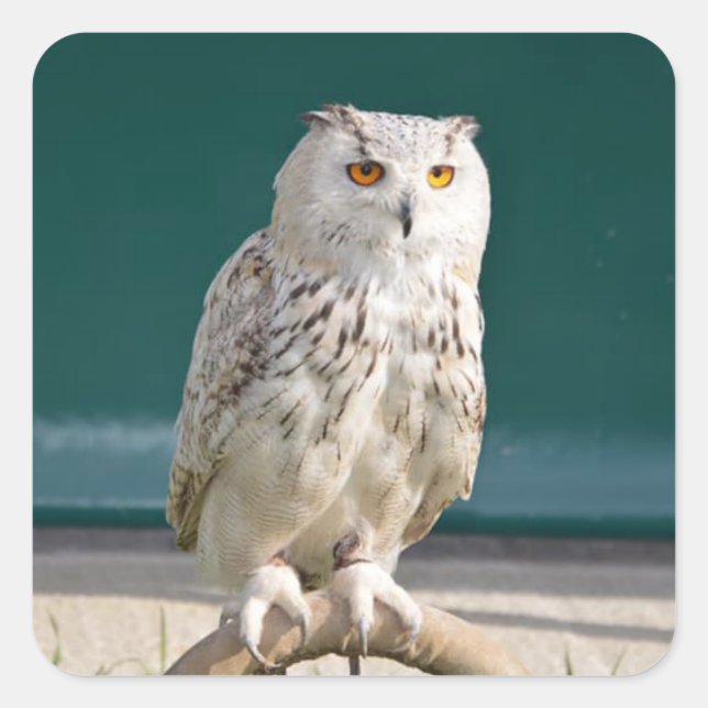 White Owl Perched Sticker/Seal Square Sticker (Front)
