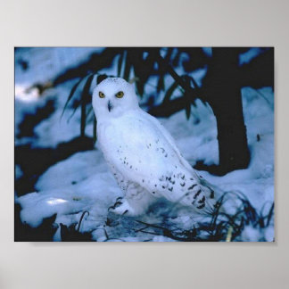 White Owl Poster