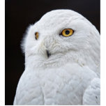 White Owl Statuette<br><div class="desc">Beautiful snowy owl.</div>