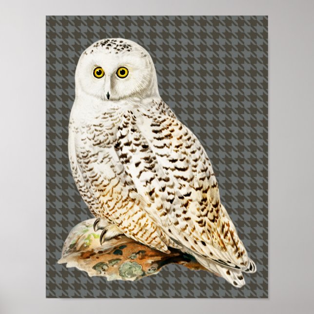 White Owl Vintage Style Art Bird Poster (Front)