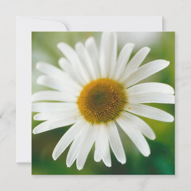 White Oxeye Daisy - Leucanthemum vulgare  Card (Front)