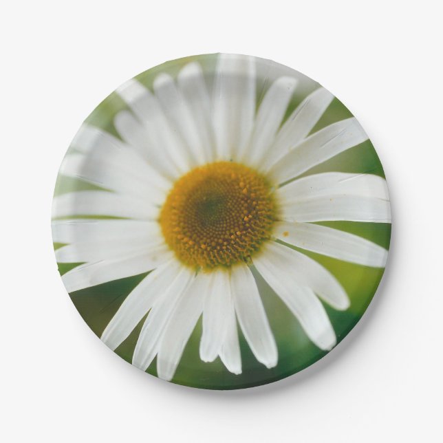 White Oxeye Daisy - Leucanthemum vulgare  Paper Plates (Front)