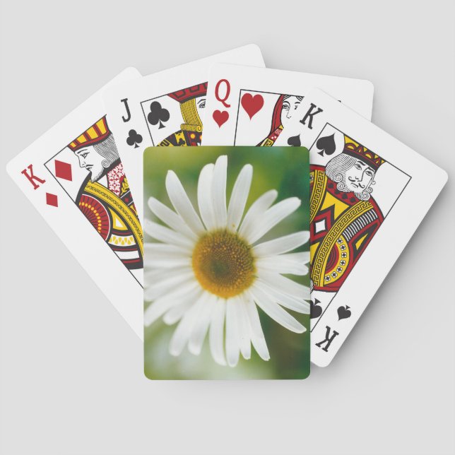 White Oxeye Daisy - Leucanthemum vulgare  Poker Cards (Back)