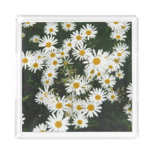 White Oxeye Daisy Meadow Acrylic Tray