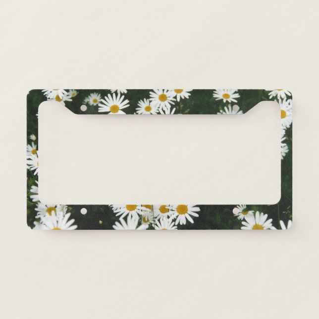 White Oxeye Daisy Meadow License Plate Frame (Front)
