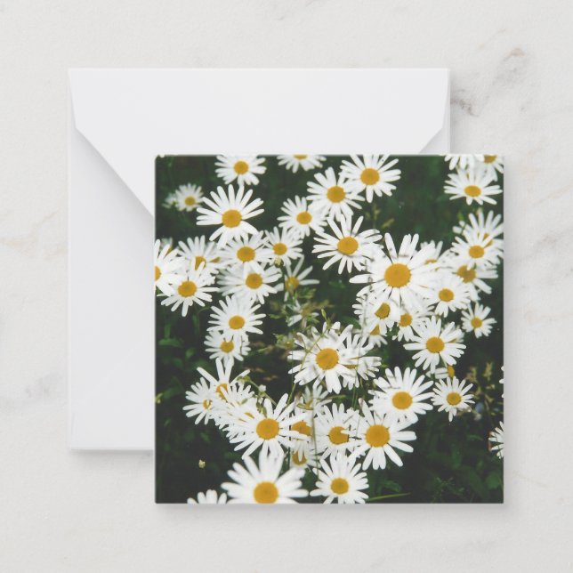 White Oxeye Daisy, Moon Daisy Meadow Note Card (Front)