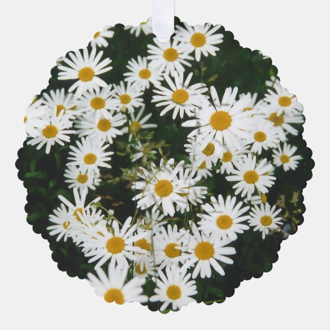 White Oxeye Daisy, Moon Daisy Meadow Ornament Card (Front)