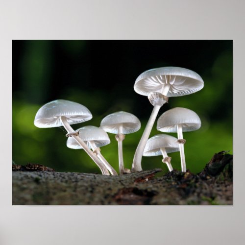 White Oyster Autumn Mushrooms Poster