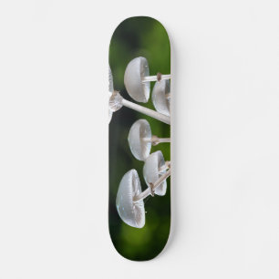 White Oyster Autumn Mushrooms Skateboard