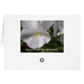 White Pansies Cards (Back Horizontal)