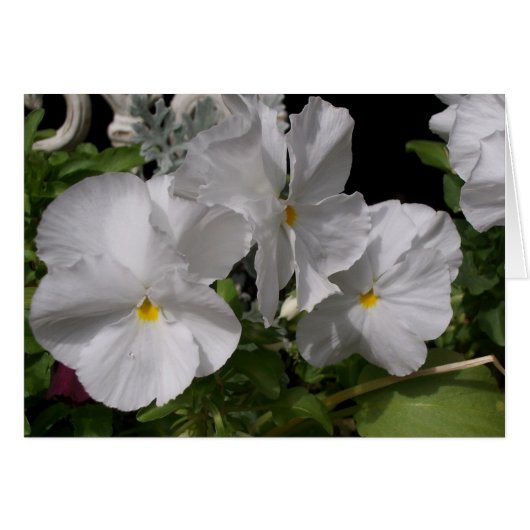 White Pansies Cards (Front Horizontal)