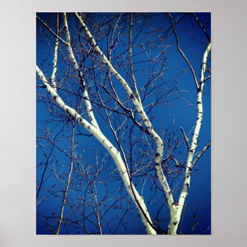 White Paper Birch Tree Branches Against Blue Sky  Poster