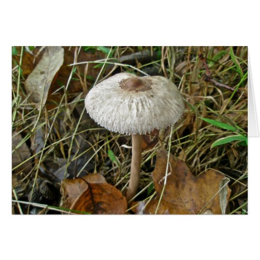 White Parasol Mushroom Coordinating Items Cards (Front Horizontal)