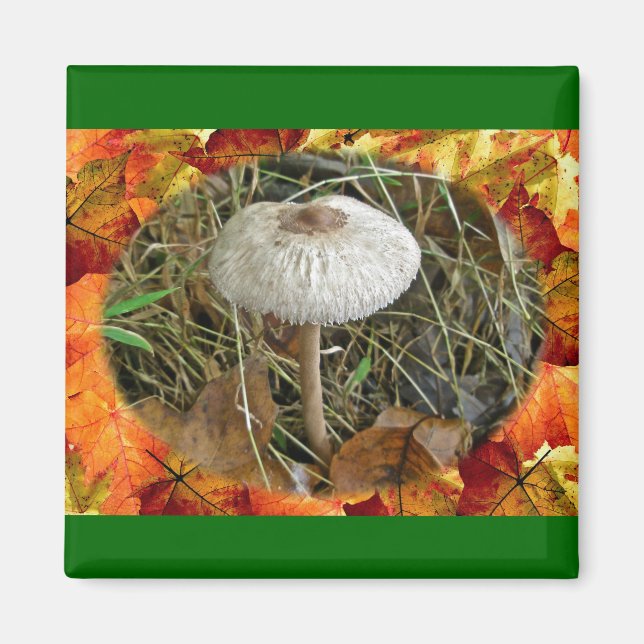 White Parasol Mushroom Coordinating Items Magnet (Front)