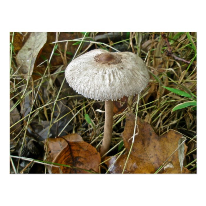 White Parasol Mushroom Coordinating Items Postcard