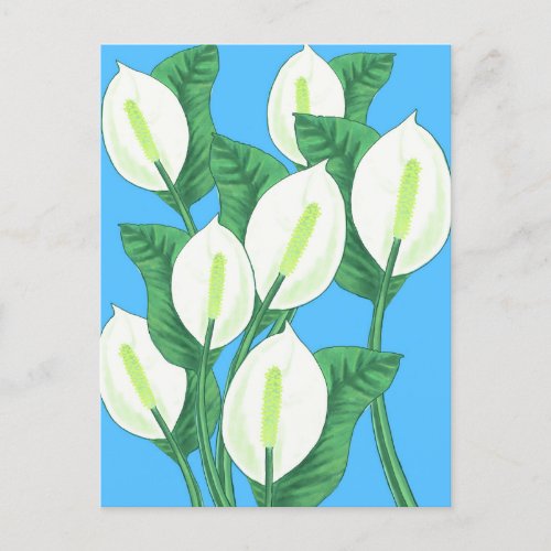 White peace lilies on pale blue background  postcard