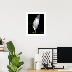 White Peace Lily Plant Floral Poster