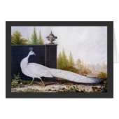 White Peacock (Front Horizontal)
