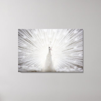 white peacock - 3 panels canvas print
