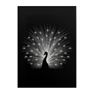 White peacock acrylic print