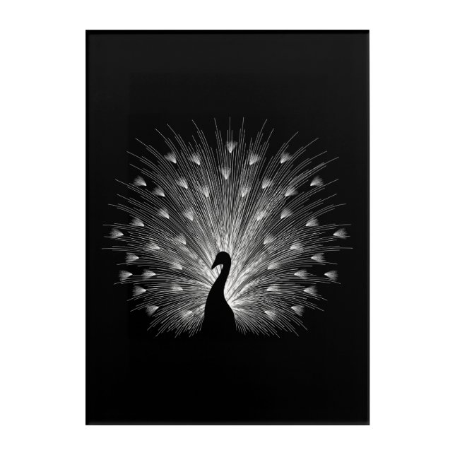 White peacock acrylic print (Front)