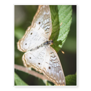 White Peacock Anartia Jatrophae Temporary Tattoos