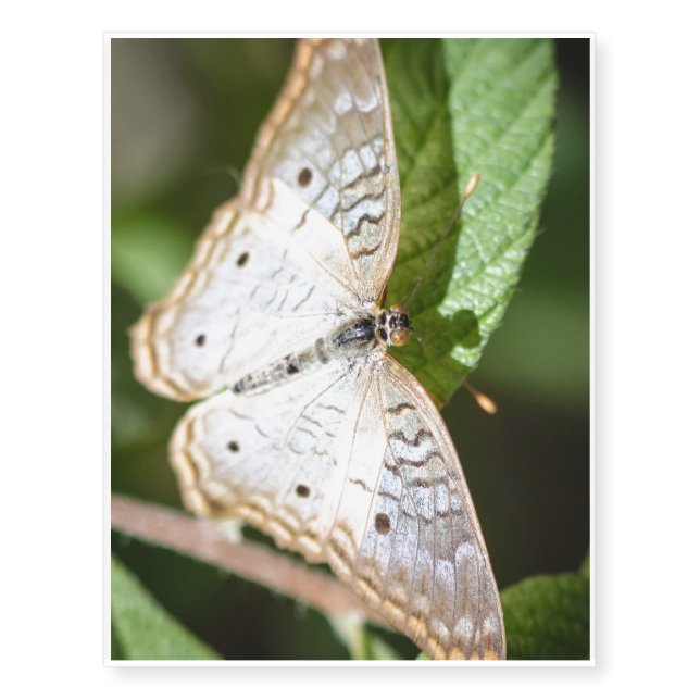 White Peacock Anartia Jatrophae Temporary Tattoos (Front)