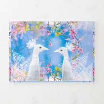 White peacock and blooming sakura / Romantic love