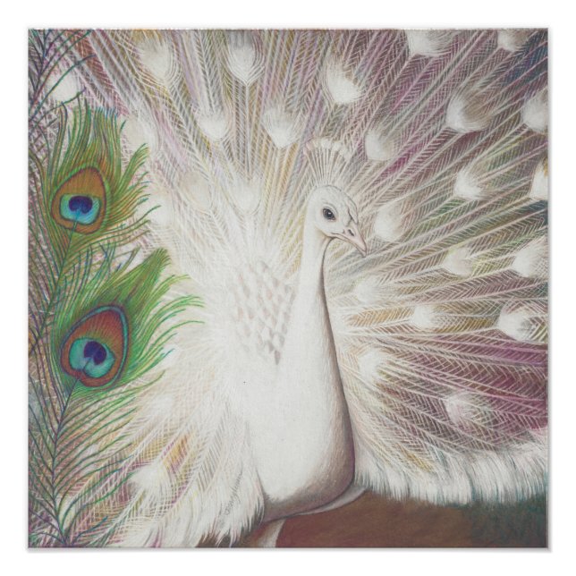 White Peacock and Green Peacock Feather art Print (Front)