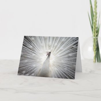 White Peacock Anniversary Card by RiverJude at Zazzle