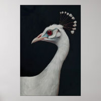 White Peacock Art Print, Animal Portrait Bird