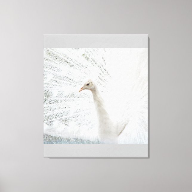 White Peacock beautiful feathers  Canvas Print (Front)