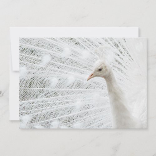 White Peacock beautiful feathers  Invitation