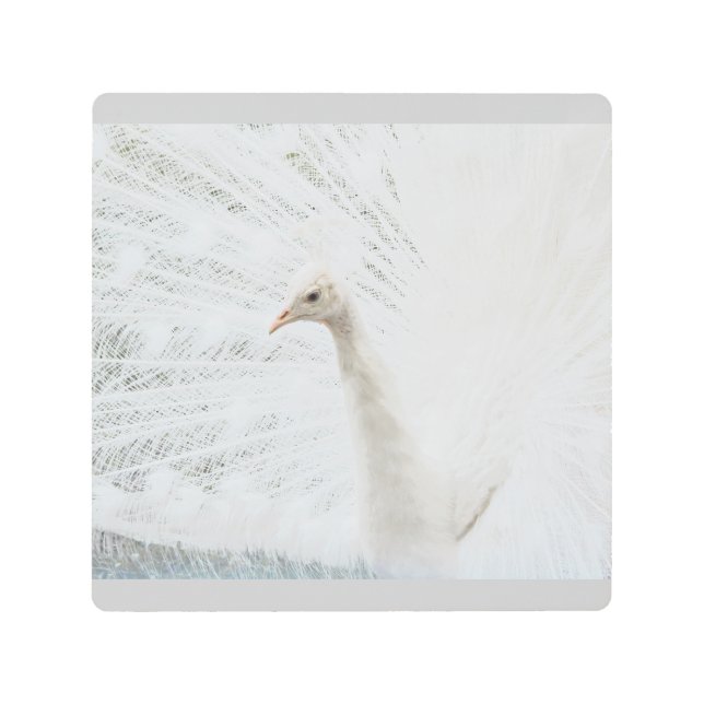 White Peacock beautiful feathers  Metal Print (Front)