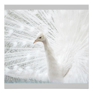 White Peacock beautiful feathers Photo Print