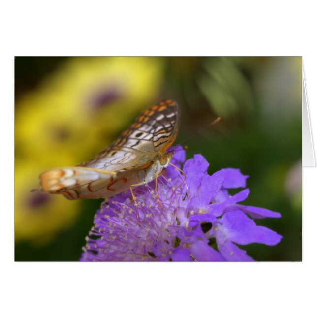 White peacock butterfly on purple bloom (Front Horizontal)