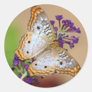 White Peacock Butterfly on Purple Flowers Classic Round Sticker