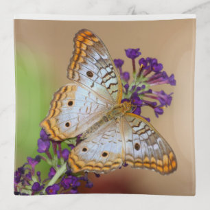 White Peacock Butterfly on Purple Flowers Trinket Tray