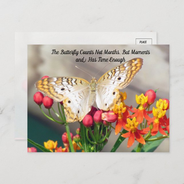 White Peacock Butterfly Quote Postcard (Front/Back)