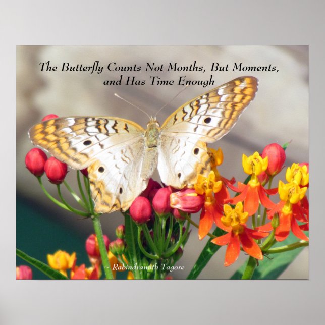 White Peacock Butterfly Quote Poster (Front)