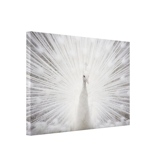 White Peacock Canvas Print | Zazzle.com