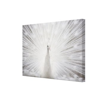 White Peacock Canvas Print | Zazzle