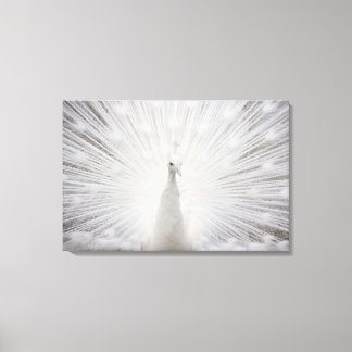 White Peacock Canvas Print