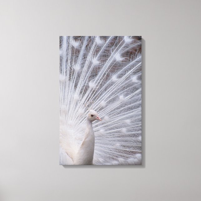 White Peacock Canvas Print (Front)