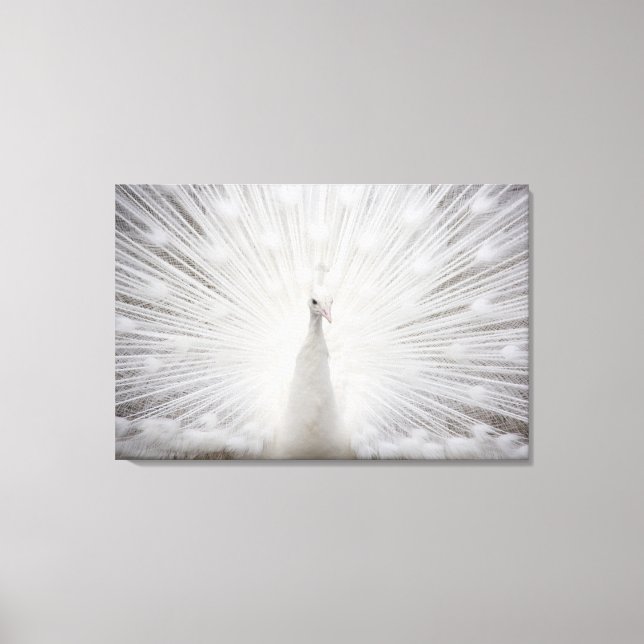 White peacock canvas print (Front)
