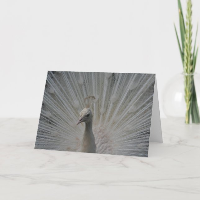 White Peacock Card (Front)
