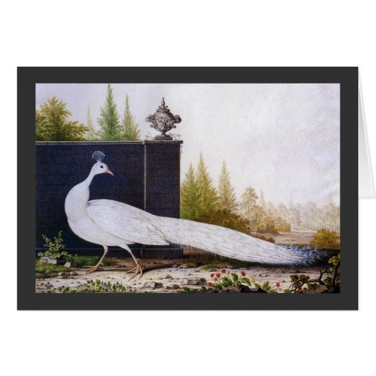White Peacock Cards (Front Horizontal)