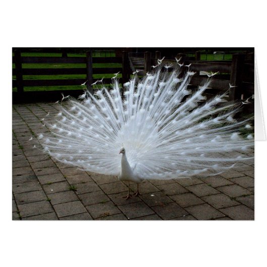 White Peacock Cards (Front Horizontal)