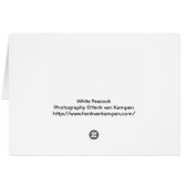 White Peacock Cards (Back Horizontal)