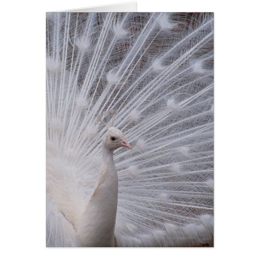 White Peacock Cards (Front)